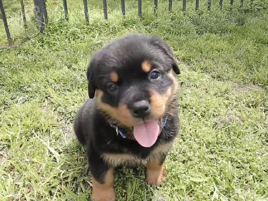Rottweiler καθαροαιμα με PEDIGREE 6979314054 ΚΡΗΤΗ-ΑΘΗΝΑ-ΘΕΣΣΑΛΟΝΙΚΗ...