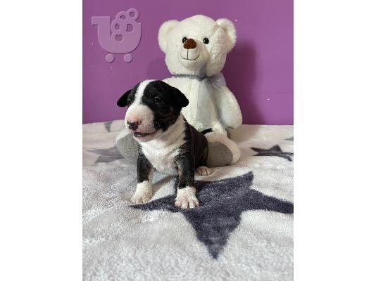 Μινιατούρα κουτάβια Bull Terrier