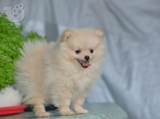 Κουτάβι Pomeranian Spitz
