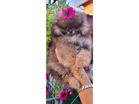 Pomeranian Spitz Teddy κουτάβια