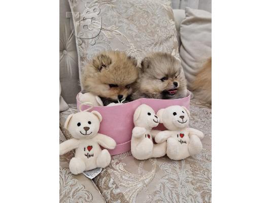 PoulaTo: Pomeranian BOO κουτάβια