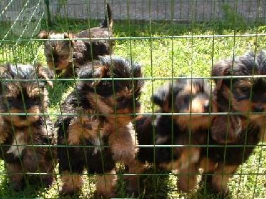 PoulaTo: Yorkshire καθαρόαιμα