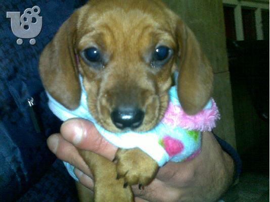 PoulaTo: Ντατσχουντ – 300 euro