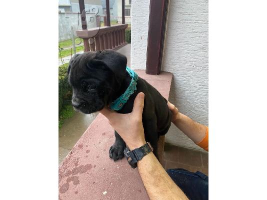 PoulaTo: Cane Corso κουτάβια προς πώληση