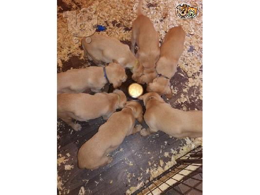 PoulaTo: Labradol σκυλιά και κουτάβια προς πώληση