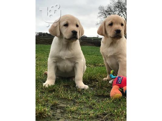 PoulaTo: Γλυκά Golden Retriever κουτάβια προς πώληση