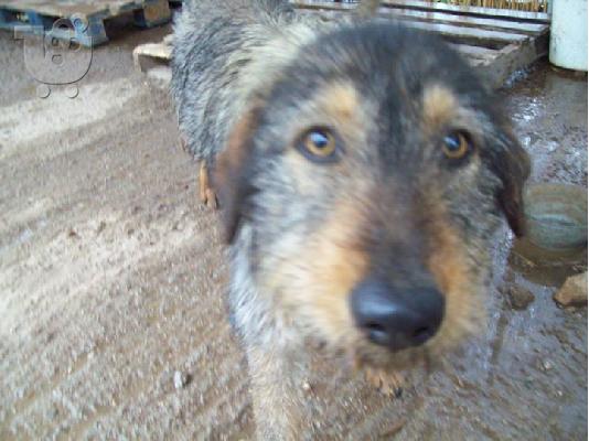 PoulaTo: Γκριφον για συντροφια και φυλαξη  χαριζεται