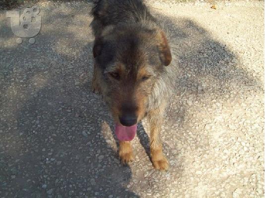 Γκριφον για συντροφια και φυλαξη  χαριζεται