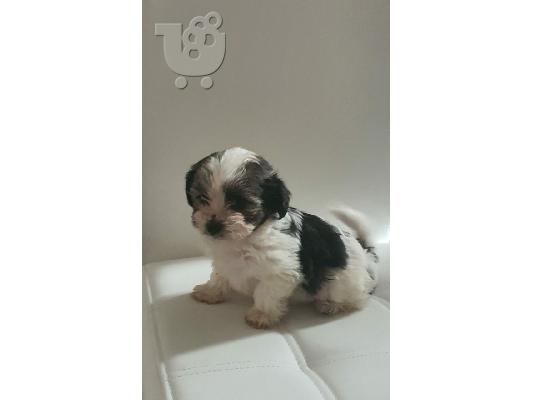 PoulaTo: Κουτάβι Biewer Terrier