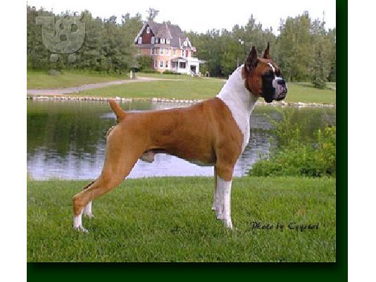 PoulaTo: Μποξερ καθαροαιμο κουταβακι