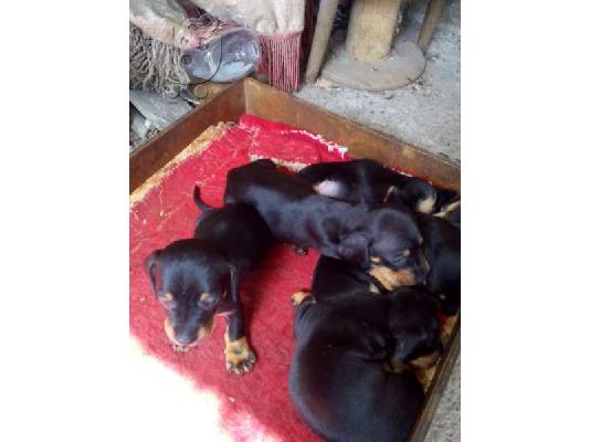 PoulaTo: Ντατσχουντ – 300 euro REAL FOTO!