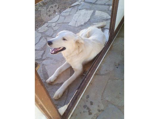 PoulaTo: Ημιαιμοι λυκοι/κολευ χαριζονται