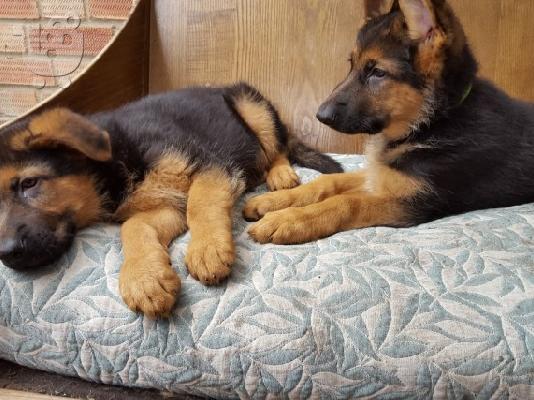 PoulaTo: Boy German Shepards Έτοιμο