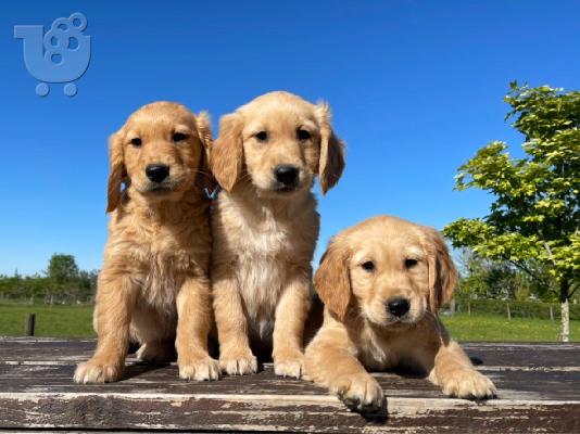PoulaTo: Πωλείται κουτάβι Golden Retriever