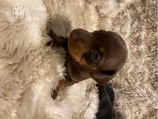 Αξιολάτρευτο Dachshunds