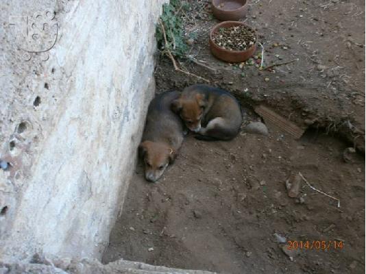 Κουταβακια χαριζονται