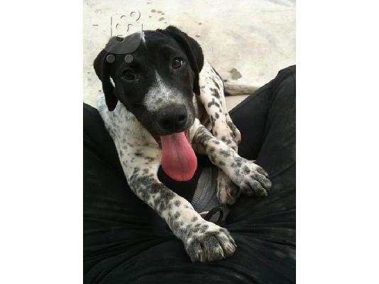 Κουταβακια 4μισι μηνων χαριζονται