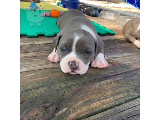 PITBULL