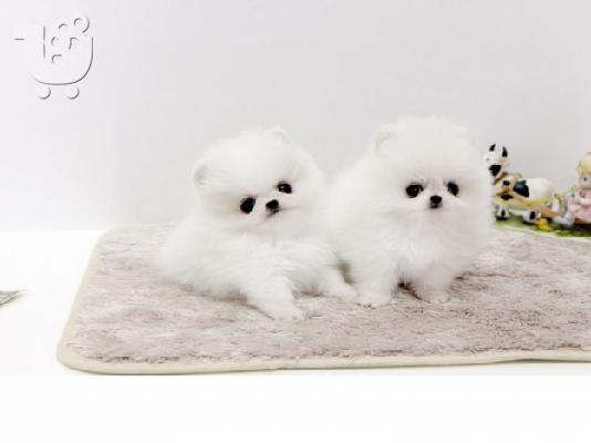 PoulaTo: Σπιτς μινι / pomeranian mini