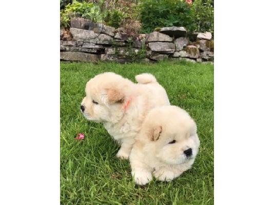 πωλείται chow chow.