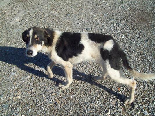 Μικροσωμο σκυλακι χαριζεται