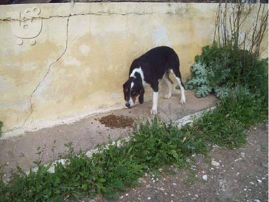 Η Βαλια ψαχνει οικογενεια