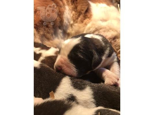 PoulaTo: Κουτάβια Saint Bernard
