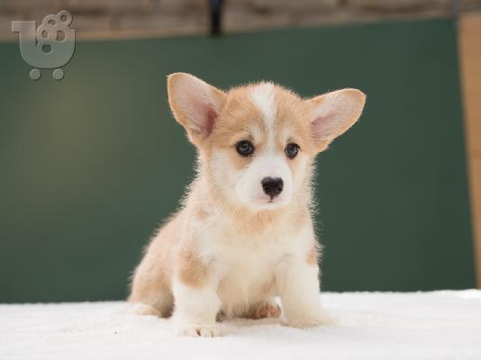 Κουτάβια Pembroke Ουαλίας Corgi