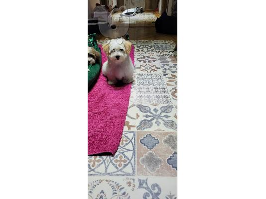 Havanese Bichon