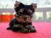 PoulaTo: Yorkshire Terrier με PEDIGREE