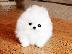 PoulaTo: Mini pomeranian κουτάβια