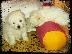 PoulaTo: maltese toy