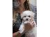 PoulaTo: Καλό Κοιτάζοντας κουτάβια Shih Tzu