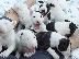 PoulaTo: bull terrier