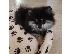 PoulaTo: Κουτάβια Pomeranian Spitz