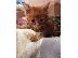 PoulaTo: Πώληση Maine Coon Kittens