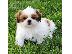 PoulaTo: Φοβερό Shih Tzu Κουτάβι Διαθέσιμο