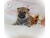 PoulaTo: Shiba inu Puppies