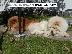 PoulaTo: CHOW CHOW