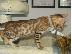 PoulaTo: Γατάκι Savana Bengal