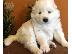 PoulaTo: Samoyed
