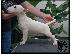 PoulaTo: Bull Terrier κουτάβια