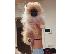 PoulaTo: Pomeranian Spitz