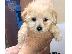 PoulaTo: Τα Super Cute Teacup Maltese