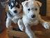 PoulaTo: Νέα απορρίμματα Siberian Huskies