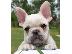 PoulaTo: french bulldog