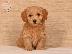 PoulaTo: Havanese Bichon κουτάβια προς πώληση