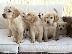 PoulaTo: Golden Retriever