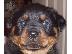 PoulaTo: Εκπληκτικά κουτάβια kc reg rottweiler