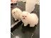 PoulaTo: Pomeranian miniature